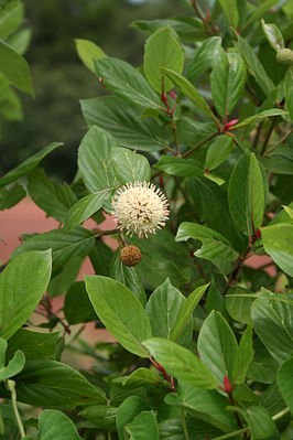 Blütenstand und Blätter von Mitragyna inermis