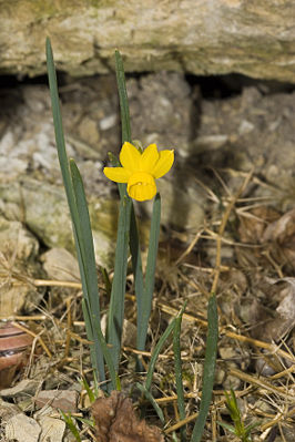 Narcissus calcicola