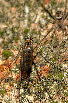 Neurigona quadrifasciata