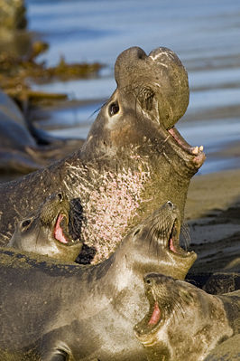 Nördlicher See-Elefant