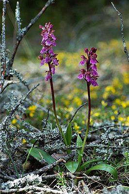 Spitzels Knabenkraut (Orchis spitzelii)