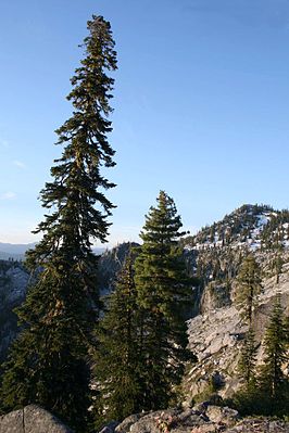 Pacific silver fir and English Peak.jpg