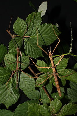 Zompros Stabschrecke (Parapachymorpha zomproi), Männchen links, Weibchen rechts