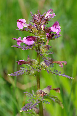 PedicularisPalustris.jpg