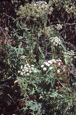 Hirschwurz-Haarstrang (Peucedanum cervaria)