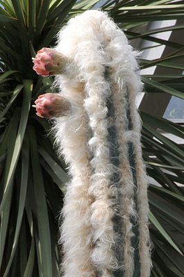 Pilosocereus leucocephalus