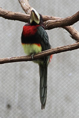 Pteroglossus azara -Philadelphia Zoo, Pennsylvania, USA-6a.jpg