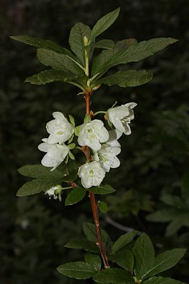 Rhododendron albiflorum 8642.JPG