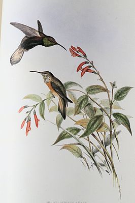 Oreotrochilus adela gemalt von John Gould