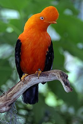 Männlicher Andenklippenvogel (Rupicola peruviana)