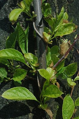 Chinesisches Spaltkörbchen (Schisandra chinensis)