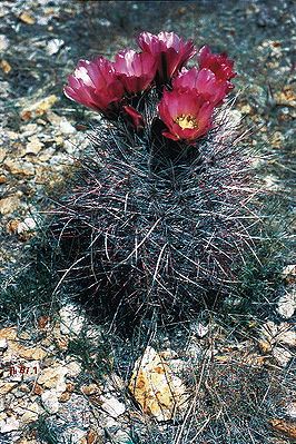 Sclerocactus polyancistrus in Blüte in Nevada.
