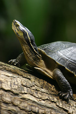 Siebenrock-Schlangenhalsschildkröte