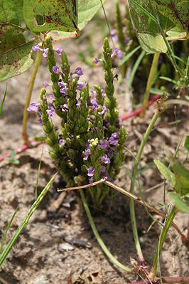 Striga gesnerioides auf einem Feld in Tambaga, Burkina Faso