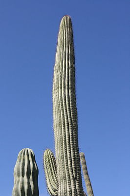 Teguise Guatiza - Jardin - Neobuxbaumia tetetzo 01 ies.jpg