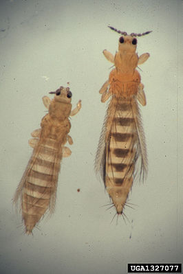 Tabakblasenfuß (links) und Frankliniella occidentalis
