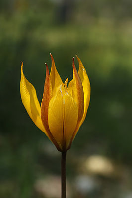 Tulipa sylvestris subsp. australis.jpg