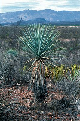 Ein charakteristisches Exemplar von Yucca rigida im mexikanischen Hochland