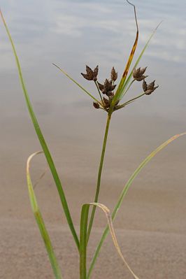 Gewöhnliche Strandsimse (Bolboschoenus maritimus)
