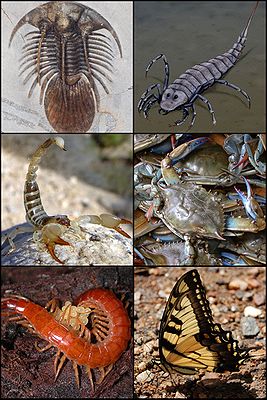 Beispiele fossiler und rezenter Arthropodengruppen: Trilobiten, Kieferklauenträger wie Seeskorpione und Spinnentiere, Krebstiere, Tausendfüßer und Sechsfüßer