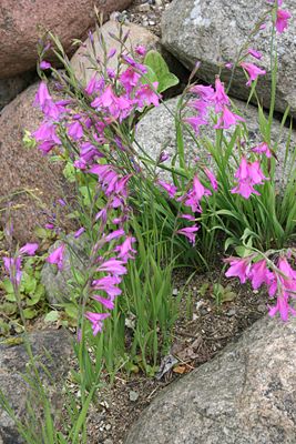 Gladiolus-illyricus-habit.JPG