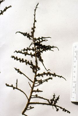 Halothamnus somalensis, herbarium sheet.JPG