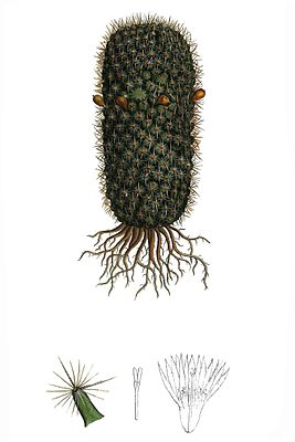 Mammillaria eriacantha aus Abbildung und Beschreibung blühender Cacteen, Band 1, Tafel 25
