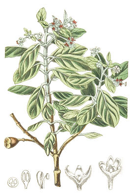 St.-Helena-Olivenbaum (Nesiota elliptica), Illustration.