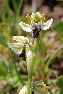 Ophrys pallida Ficuzza 0115.JPG