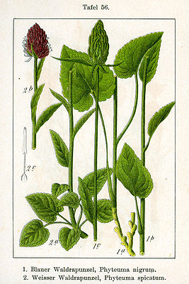 1: Schwarze Teufelskralle (Phyteuma nigrum),2: Ährige Teufelskralle (Phyteuma spicatum),Illustration.