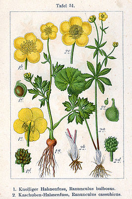 Illustration, Rechts: Kaschuben-Hahnenfuß (Ranunculus cassubicus)