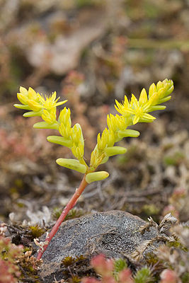 Sedella pumila