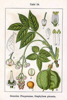 Pimpernuss (Staphylea pinnata), Illustration.