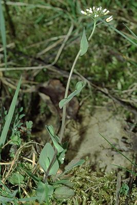 Stängelumfassendes Hellerkraut (Thlaspi perfoliatum)