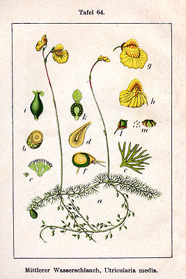 Utricularia sp Sturm64.jpg