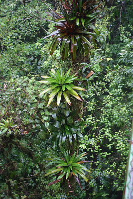 Werauhia spec., Epiphyten im Habitat in Costa Rica.