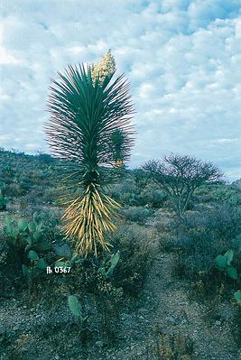 Yucca decipiens mit Blütenstand in Mexiko