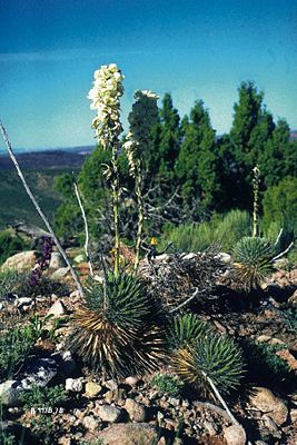 Eine kleine Kolonie der Zwerg-Palmlilie Yucca nana in Utah