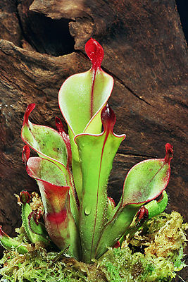 Heliamphora chimantensis (in Kultur)