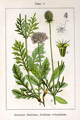 Tauben-Skabiose (Scabiosa columbaria) Illustration