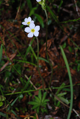 Androsace obtusifolia.jpg