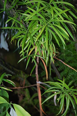 Austrotaxus spicata.JPG