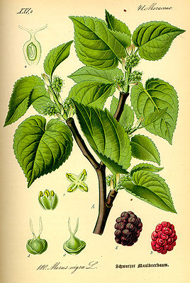 Illustration von Morus nigra, Maulbeeren
