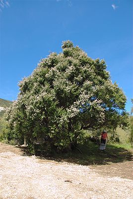 Kānuka-Baum im Puhi Puhi Valley nahe Kaikoura.