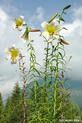 Lilium sulphureum
