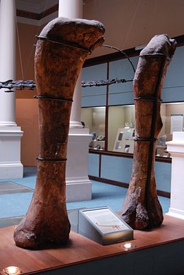Oberschenkelknochen von Antarctosaurus wichmannianus, ausgestellt im Museo de la Plata (Argentinien)