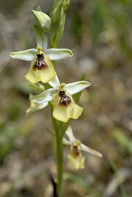 Ophrys lacaitae-2006.jpg