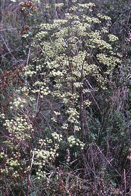 Elsässer Haarstrang (Peucedanum alsaticum)