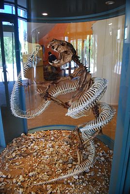 Skelett von Wonambi naracoortensis & Thylacoleo
