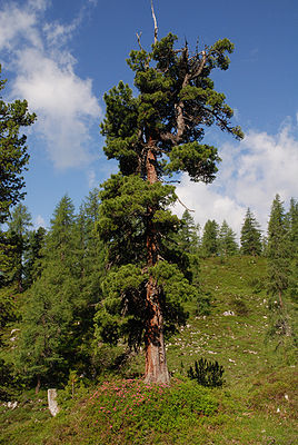 Zirbelkiefer (Pinus cembra)